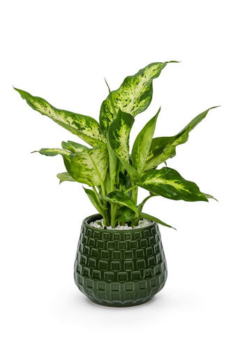 Aglaonema plant in a designer ceramic pot